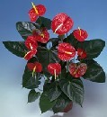  Anthurium Saksili Bitki