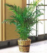  Ulus Ankara �i�ek ma�azas� , �i�ek�i adresleri  Areca Palm ithal kaliteli