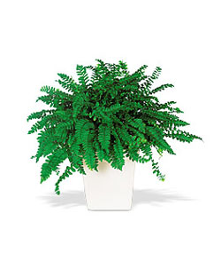  Ulus Ankara kaliteli taze ve ucuz �i�ekler  Decorative Fern ask merdiveni