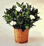  Ulus Ankara �i�ek yolla , �i�ek g�nder , �i�ek�i   Gardenia Plant ithal saksi