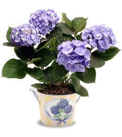  Ulus Ankara �nternetten �i�ek sipari�i  Hydrangea Plant ortanca