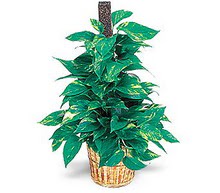  Ulus Ankara �i�ek g�nderme sitemiz g�venlidir  Golden Pothos ithal saksi