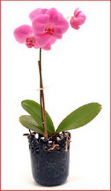  Ulus Ankara �i�ek�i telefonlar�  Phalaenopsis Orchid Plant