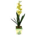 Özel Yapay Orkide Sari  Ulus Ankara çiçekçi mağazası 