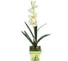 Özel Yapay Orkide Beyaz   Ulus Ankara hediye çiçek yolla 