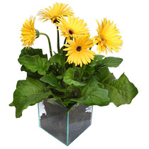 9 adet gerbera �i�egi ve cam tanzim  Ulus Ankara g�venli kaliteli h�zl� �i�ek 