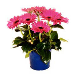 vazo i�erisinde gerbera �i�ekleri   Ulus Ankara kaliteli taze ve ucuz �i�ekler 