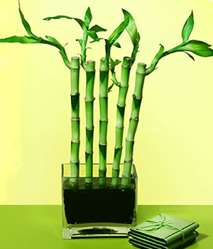  Ulus Ankara İnternetten çiçek siparişi  Good Harmony Lucky Bamboo camda