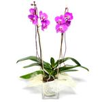  Cam yada mika vazo içerisinde  1 kök orkide