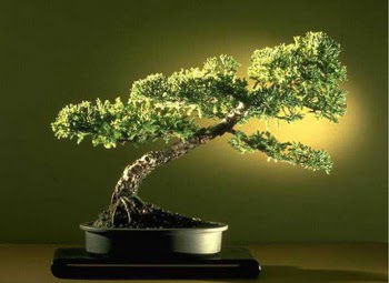ithal bonsai saksi �i�egi  Ulus Ankara 14 �ubat sevgililer g�n� �i�ek 