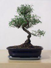 ithal bonsai saksi �i�egi  Ulus Ankara �i�ek ma�azas� , �i�ek�i adresleri 