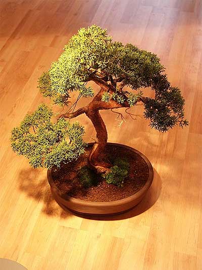 ithal bonsai saksi �i�egi  Ulus Ankara �i�ek�i telefonlar� 