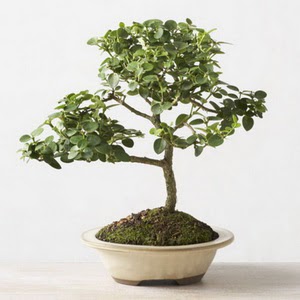 ithal bonsai saksi �i�egi  Ulus Ankara �i�ek yolla 