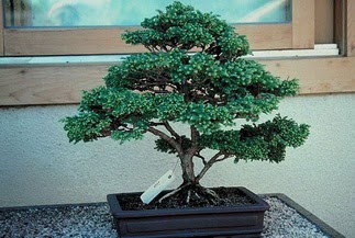 ithal bonsai saksi �i�egi  Ulus Ankara �i�ek yolla , �i�ek g�nder , �i�ek�i  