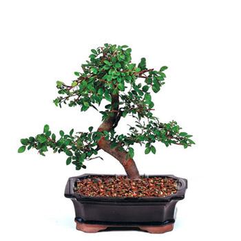 ithal bonsai saksi �i�egi  Ulus Ankara �i�ek ma�azas� , �i�ek�i adresleri 