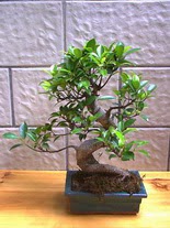 ithal bonsai saksi �i�egi  Ulus Ankara �i�ek g�nderme sitemiz g�venlidir 