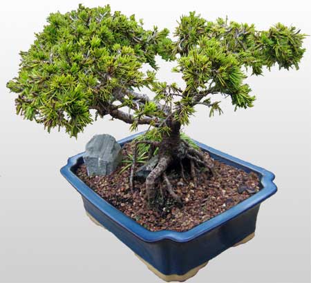 ithal bonsai saksi iegi  Ulus Ankara 14 ubat sevgililer gn iek 