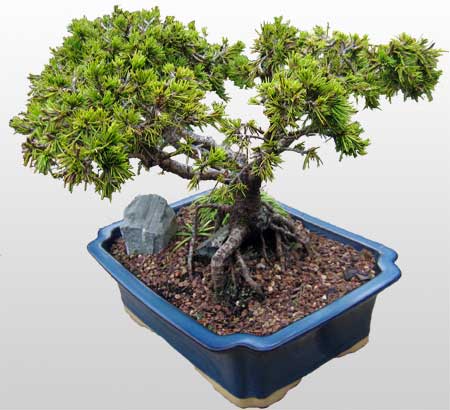 ithal bonsai saksi �i�egi  Ulus Ankara 14 �ubat sevgililer g�n� �i�ek 