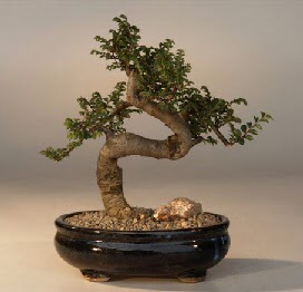 ithal bonsai saksi �i�egi  Ulus Ankara �i�ek yolla , �i�ek g�nder , �i�ek�i  