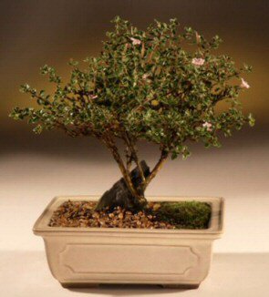 ithal bonsai saksi �i�egi  Ulus Ankara �i�ek�i telefonlar� 