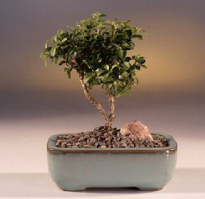  ithal bonsai saksi �i�egi  Ulus Ankara hediye sevgilime hediye �i�ek 