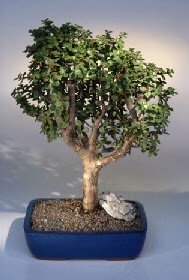  ithal bonsai saksi iegi  Ulus Ankara iek online iek siparii 