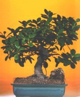  ithal bonsai saksi iegi  Ulus Ankara iek servisi , ieki adresleri 