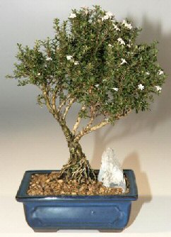  ithal bonsai saksi iegi  Ulus Ankara kaliteli taze ve ucuz iekler 