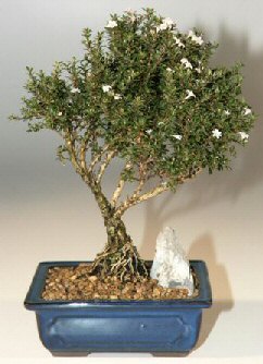  ithal bonsai saksi �i�egi  Ulus Ankara kaliteli taze ve ucuz �i�ekler 