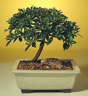  ithal bonsai saksi �i�egi  Ulus Ankara g�venli kaliteli h�zl� �i�ek 