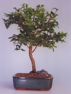  ithal bonsai saksi iegi  Ulus Ankara nternetten iek siparii 