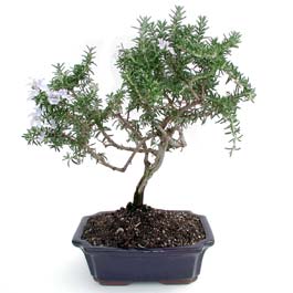 ithal bonsai saksi �i�egi 