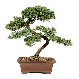 ithal bonsai saksi �i�egi 