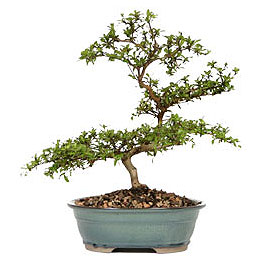  ithal bonsai saksi �i�egi 