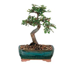  ithal bonsai saksi iegi 