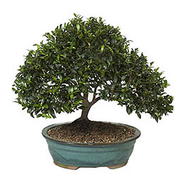  ithal bonsai saksi �i�egi 