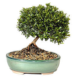  Ulus Ankara yurti�i ve yurtd��� �i�ek sipari�i  ithal bonsai saksi �i�egi  Ulus Ankara �i�ek g�nderme sitemiz g�venlidir 