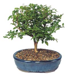  Ulus Ankara 14 �ubat sevgililer g�n� �i�ek  ithal bonsai saksi �i�egi  Ulus Ankara hediye �i�ek yolla 