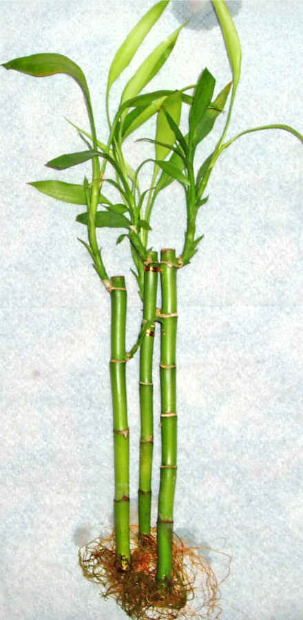 Lucky Bamboo 3 adet vazo hediye edilir   Ulus Ankara gvenli kaliteli hzl iek 