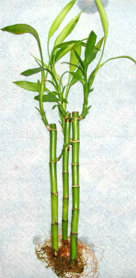 Lucky Bamboo 3 adet vazo hediye edilir   Ulus Ankara g�venli kaliteli h�zl� �i�ek 