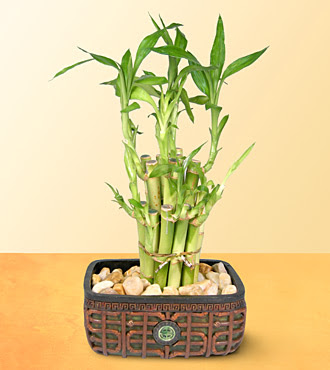 Lucky Bamboo  saksi �i�egi  Ulus Ankara kaliteli taze ve ucuz �i�ekler 