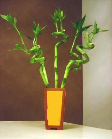 Lucky Bamboo 5 adet vazo i�erisinde  Ulus Ankara hediye sevgilime hediye �i�ek 
