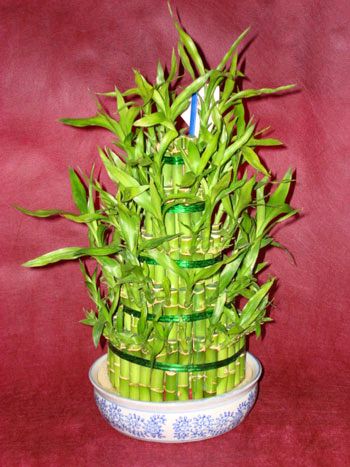 Lucky Bamboo sans melegi �i�egi  Ulus Ankara anneler g�n� �i�ek yolla 