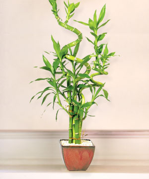 Lucky Bamboo sans melegi �i�egi  Ulus Ankara kaliteli taze ve ucuz �i�ekler 