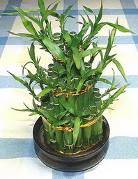 Lucky Bamboo sans melegi �i�egi  Ulus Ankara �i�ek online �i�ek sipari�i 
