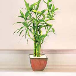 Lucky Bamboo sans melegi �i�egi  Ulus Ankara �i�ek yolla 