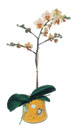  Ulus Ankara kaliteli taze ve ucuz çiçekler  Phalaenopsis Orkide ithal kalite