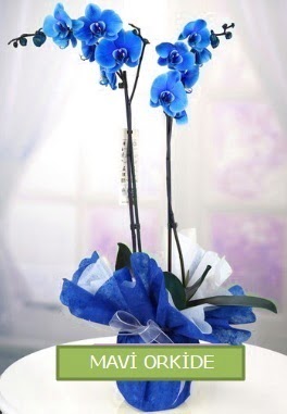 2 dallı mavi orkide  Ulus Ankara çiçek online çiçek siparişi 