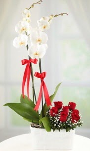 2 dallı beyaz orkide ve 7 kırmızı gül 