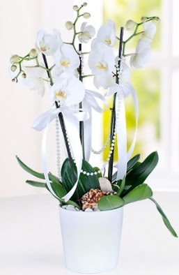 3 dallı beyaz orkide  